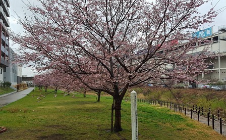 親水広場の桜