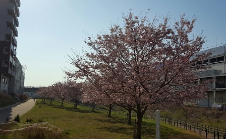 親水広場の桜