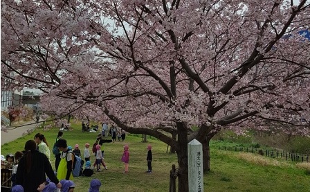 親水広場の桜