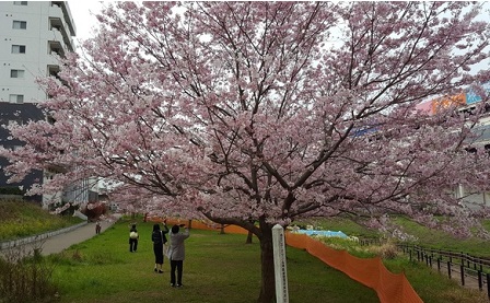 親水広場の桜