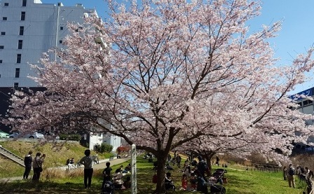 親水広場の桜