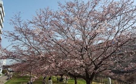 親水広場の桜