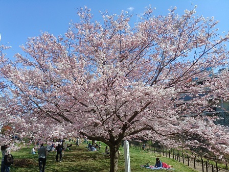 親水広場の桜