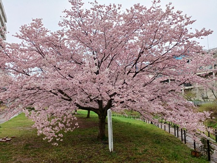 親水広場の桜