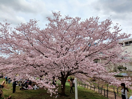 親水広場の桜
