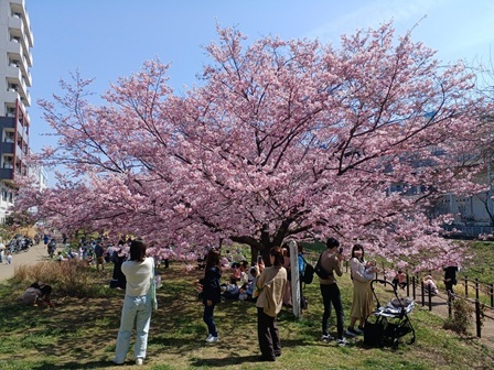 親水広場の桜