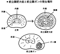 外腺