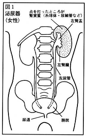 泌尿器