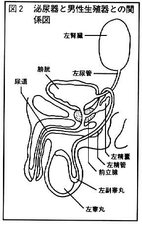 解剖図