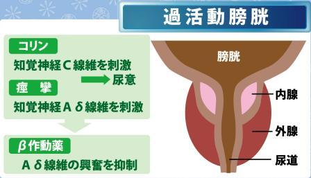 Aδ繊維とc繊維